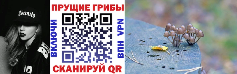 Псилоцибиновые грибы GOLDEN TEACHER  shop Telegram  кракен ссылки  Выкса  купить  сайты 